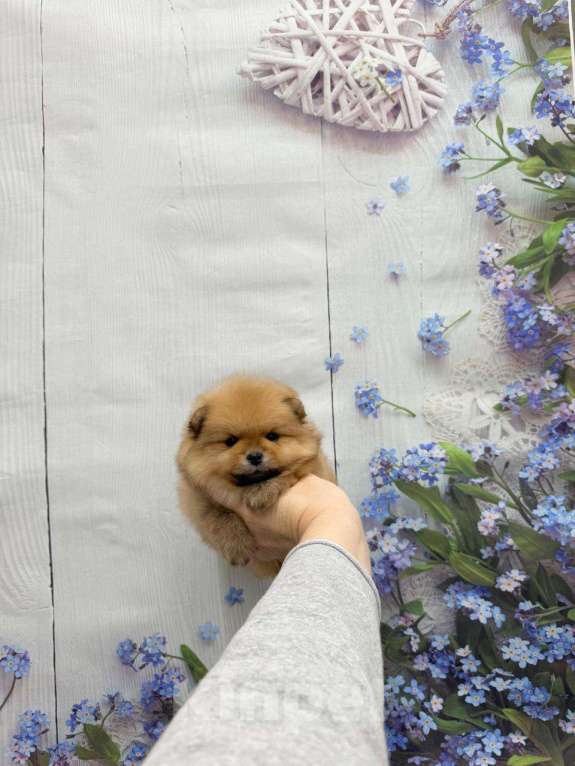 Собаки в Москве: Очаровательная девочка Девочка, 30 000 руб. - фото 1