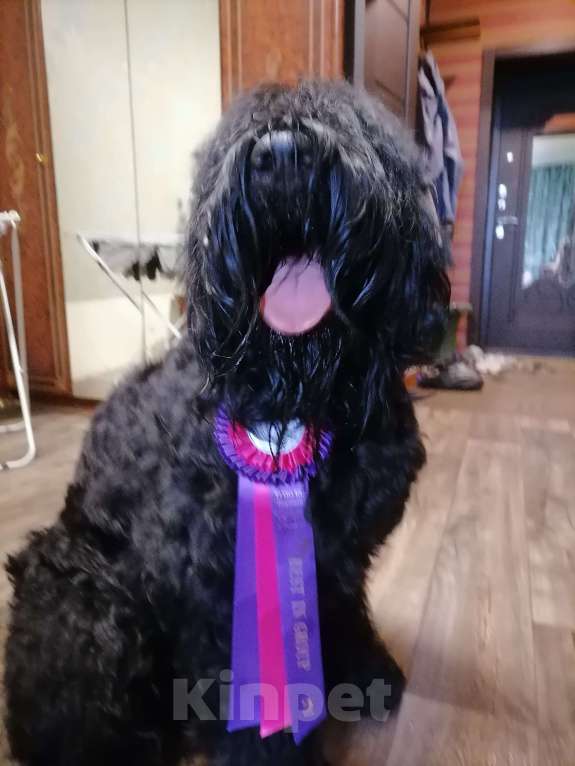 Собаки в Самаре: РЧТ Девочка, 50 000 руб. - фото 2