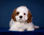 Собаки в Королеве: Кавалер Кинг Чарльз Спаниель девочка  Девочка, 60 000 руб. - фото 1