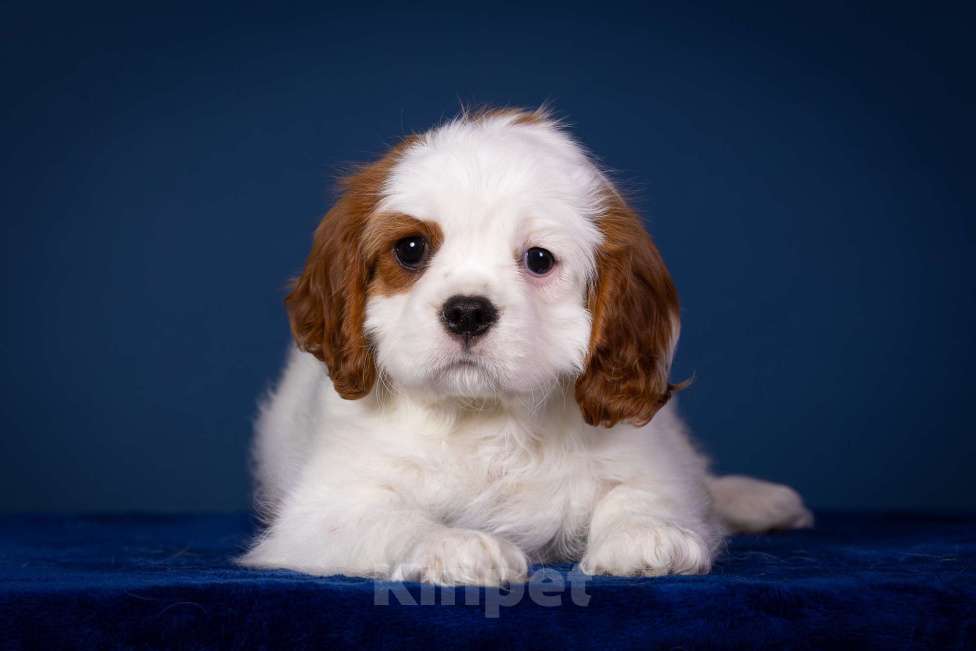 Собаки в Королеве: Кавалер Кинг Чарльз Спаниель девочка  Девочка, 60 000 руб. - фото 1