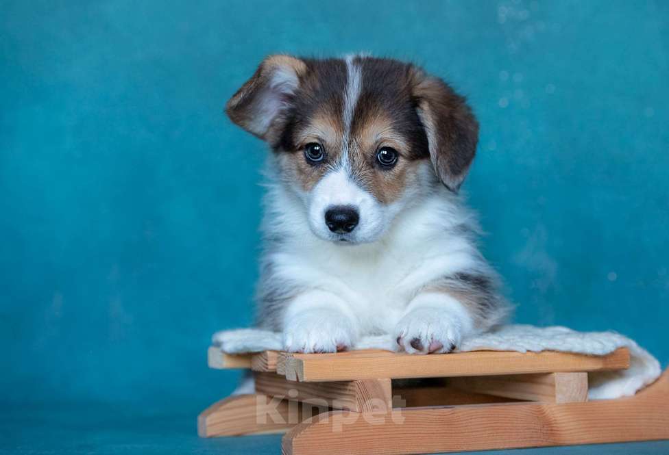 Собаки в Москве: Супер девочка TANGO V NOCHI IZ BASVET PRIDE  Девочка, 95 000 руб. - фото 4