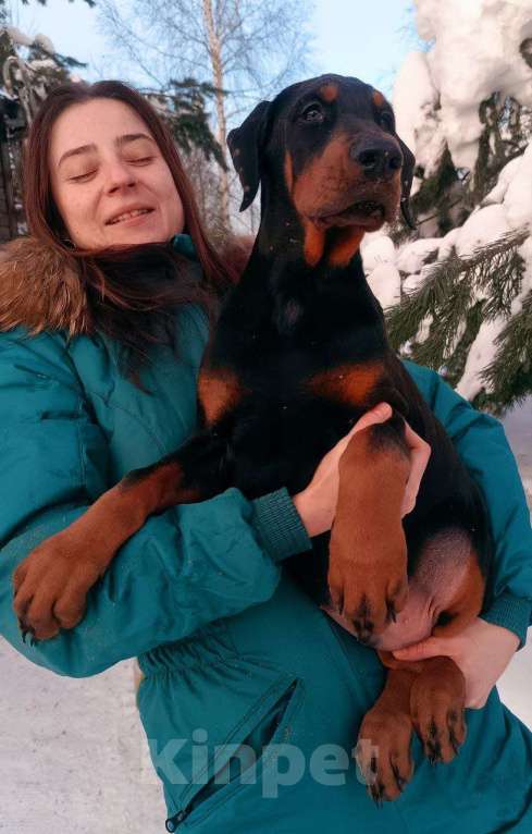 Собаки в других городах Московской области: Щенки доберамна Мальчик, 60 000 руб. - фото 5