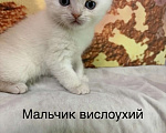 Кошки в Хабаровске: Шотландские котятки Мальчик, 15 000 руб. - фото 2