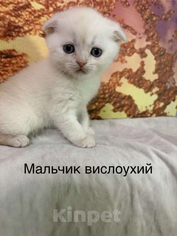 Кошки в Хабаровске: Шотландские котятки Мальчик, 15 000 руб. - фото 2