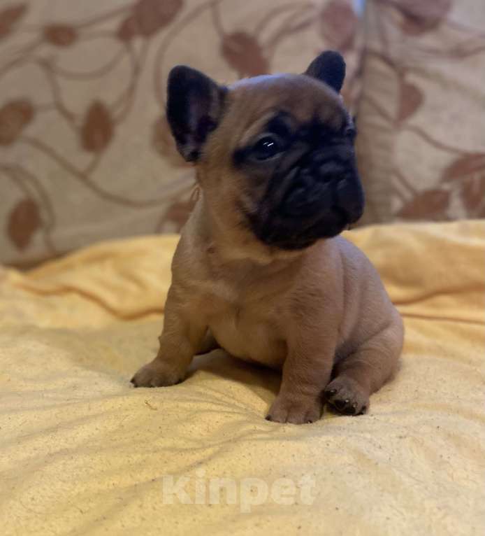 Собаки в Санкт-Петербурге: Очаровательная девочка французик Девочка, 40 000 руб. - фото 8