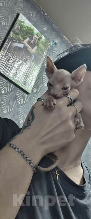 Кошки в Люберцах: Котята канадских сфинксов Мальчик, 5 000 руб. - фото 6