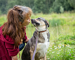 Собаки в Солнечногорске: Фея в добрые руки Девочка, Бесплатно - фото 8
