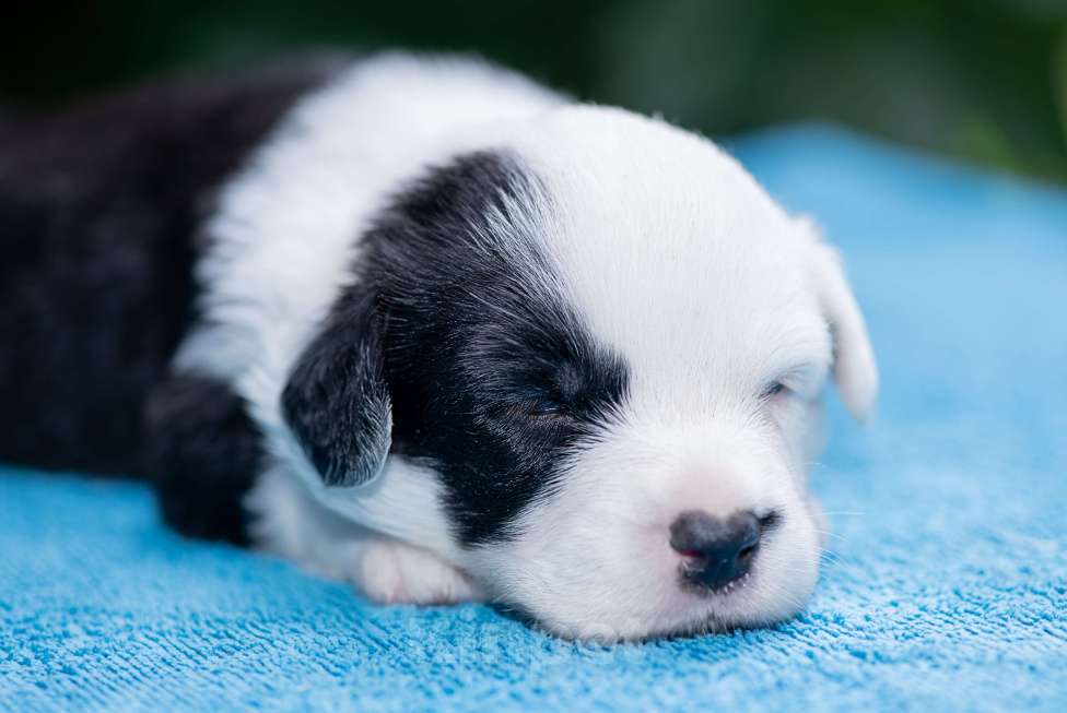 Собаки в Москве: Рэкс – энергия, ум и бесконечная преданность! Мальчик, Бесплатно - фото 2