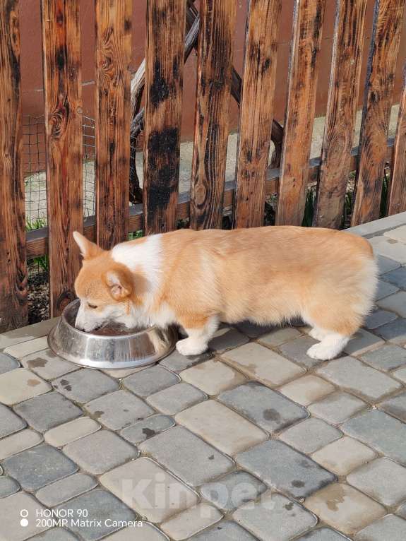 Собаки в Симферополе: Девочка корги Девочка, 100 000 руб. - фото 5