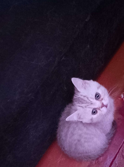 Шотладский котёнок