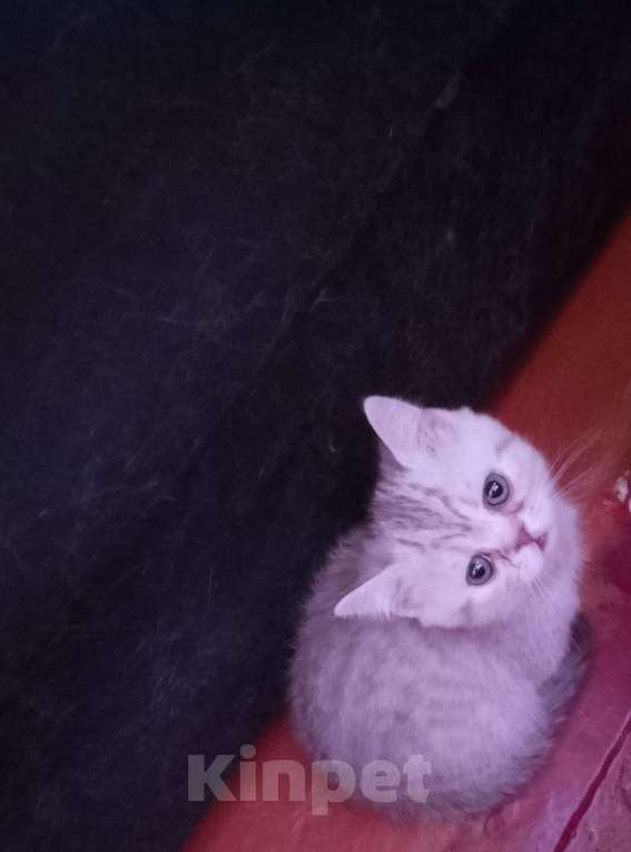 Кошки в других городах Волгоградской области: Шотладский котёнок Девочка, 3 000 руб. - фото 1