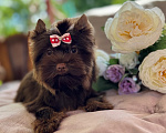 Собаки в Москве: Девочка шоколадная красавица Девочка, Бесплатно - фото 1