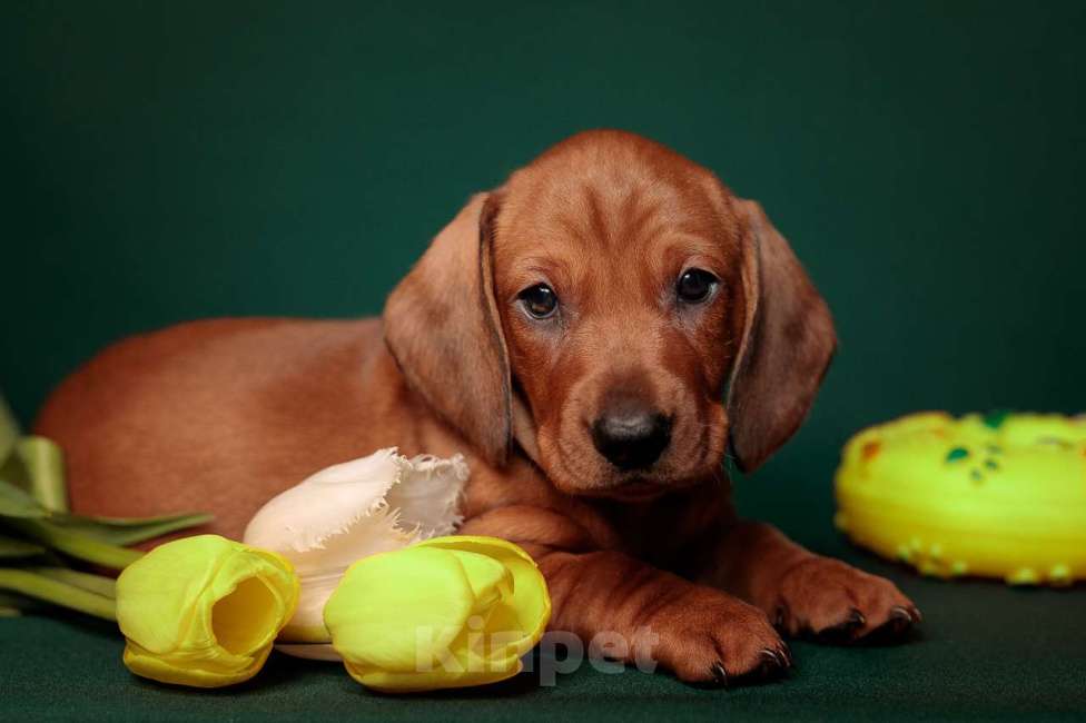 Собаки в Ельце: щенки таксы ст. г/ш Разнополые, 55 000 руб. - фото 6