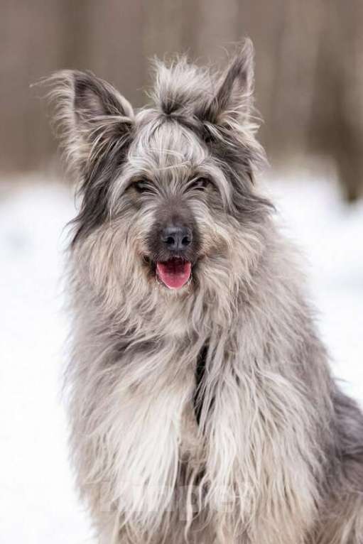 Собаки в Москве: Красивая собака в добрые руки. Девочка, Бесплатно - фото 2