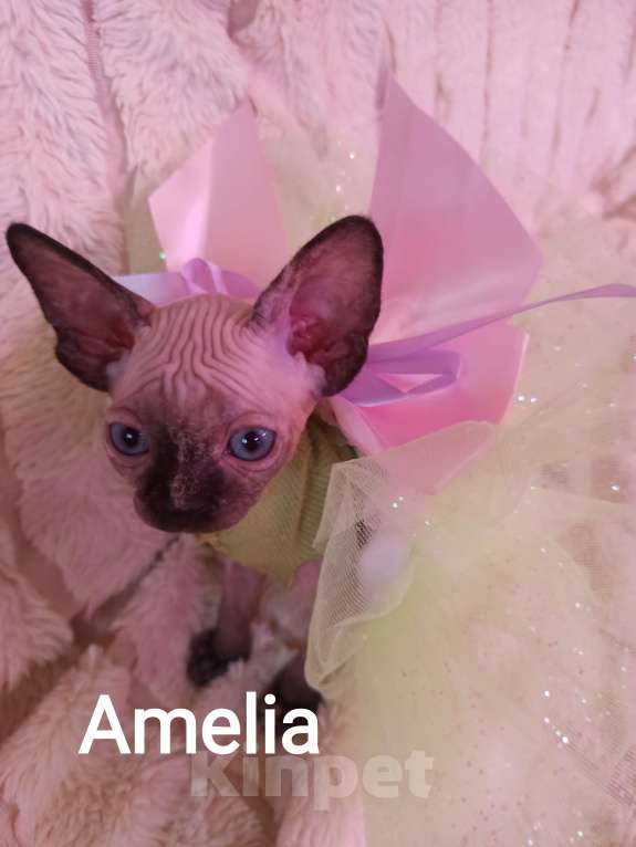 Кошки в Челябинске: Девочка канадский сфинкс Девочка, 45 000 руб. - фото 1