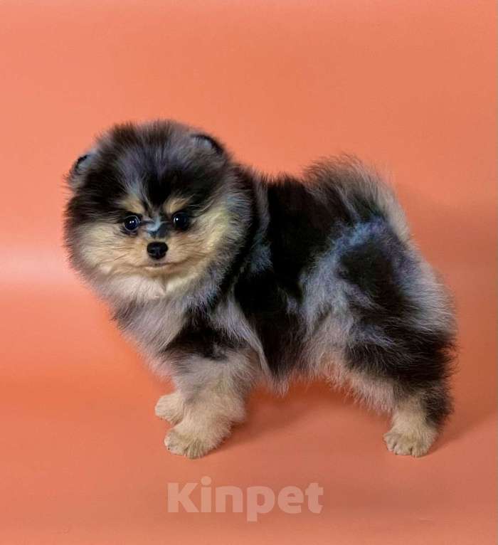 Собаки в Туле: Щенок померанского шпица редкого окраса Мальчик, 60 000 руб. - фото 1
