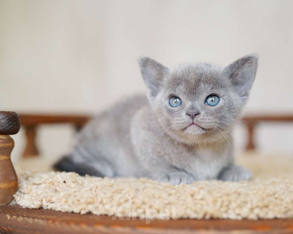 Кошки в Москве: Европейская Бурма голубая Девочка Девочка, Бесплатно - фото 3