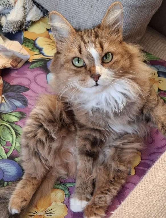 Кошки в Казани: Отдам в добрые руки,бесплатно Девочка, Бесплатно - фото 1