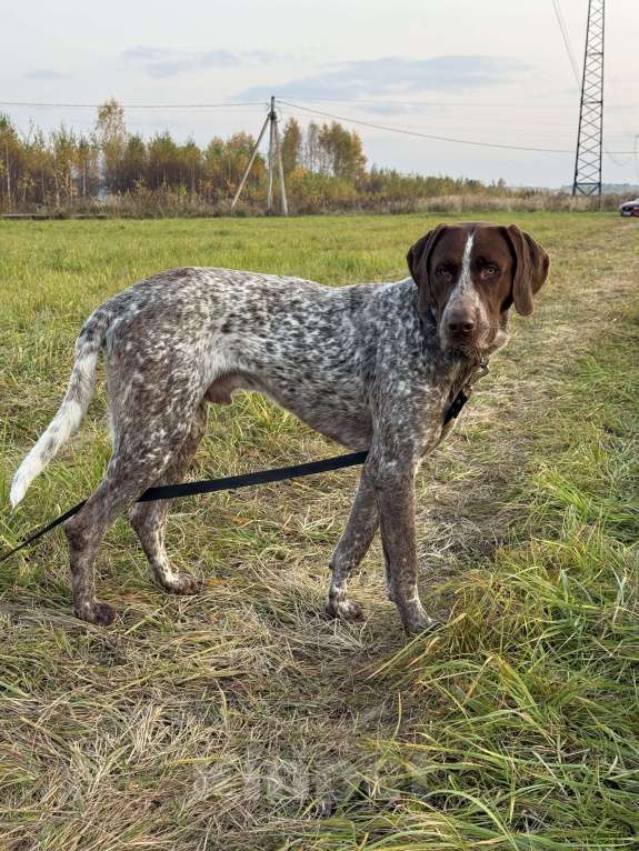 Собаки в Домодедово: Шикарный парень Лорд Мальчик, Бесплатно - фото 3