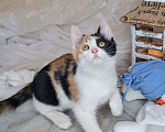 Кошки в Москве: Трехцветный котёнок в добрые руки  Девочка, Бесплатно - фото 8