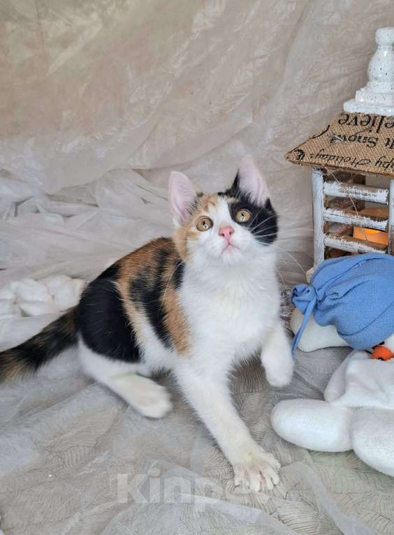 Кошки в Москве: Трехцветный котёнок в добрые руки  Девочка, Бесплатно - фото 8