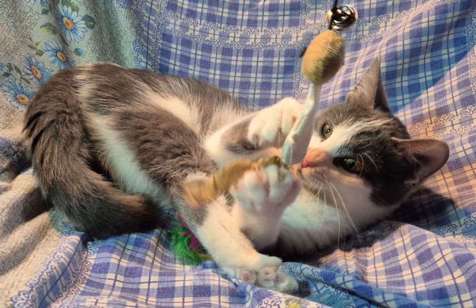 Кошки в Санкт-Петербурге: Ищет дом игривый Сёма Мальчик, Бесплатно - фото 8