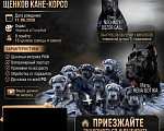 Собаки в Ростове-на-Дону: Кане корсо щенки Девочка, 55 000 руб. - фото 2