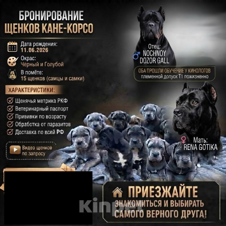 Собаки в Ростове-на-Дону: Кане корсо щенки Девочка, 55 000 руб. - фото 2