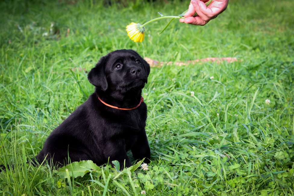 Собаки в Санкт-Петербурге: Щенки лабрадора  Мальчик, 90 000 руб. - фото 4