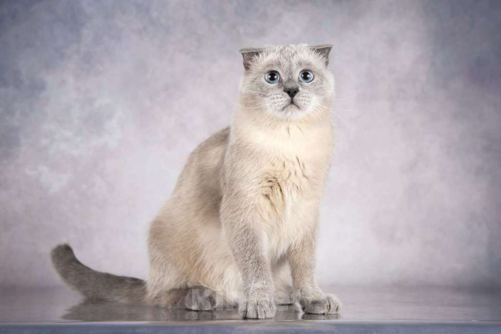 Кошки в Москве: Шотландский вислоухий голубоглазый блю пойнт Мустафа в дар Мальчик, 1 руб. - фото 3