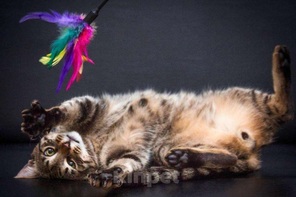 Кошки в Москве: Полосатый лапушка котик Лео в добрые руки Мальчик, Бесплатно - фото 2