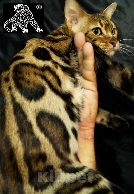Кошки в Хабаровске: Бенгальский котенок. Профессиональный Питомник. Девочка, Бесплатно - фото 3