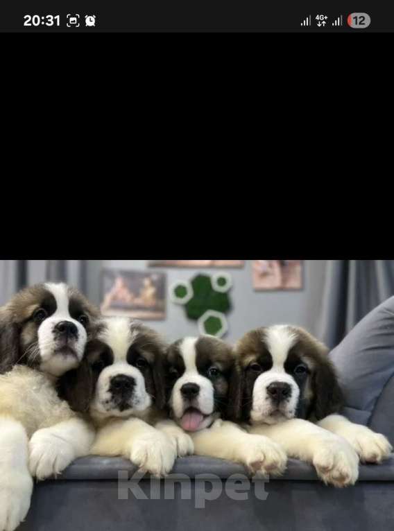 Собаки в Тамбове: Бетховен Мальчик, 75 000 руб. - фото 6