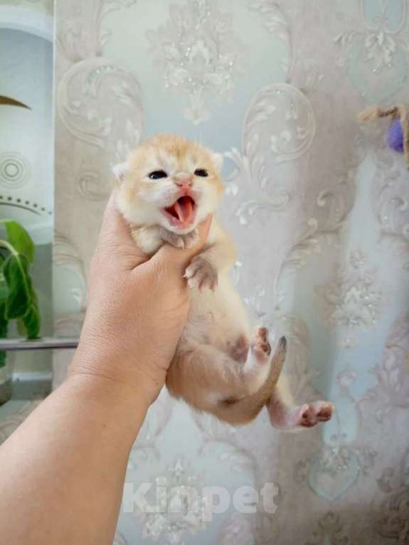 Кошки в Москве: Британская золотая шиншилла Девочка, 25 000 руб. - фото 2