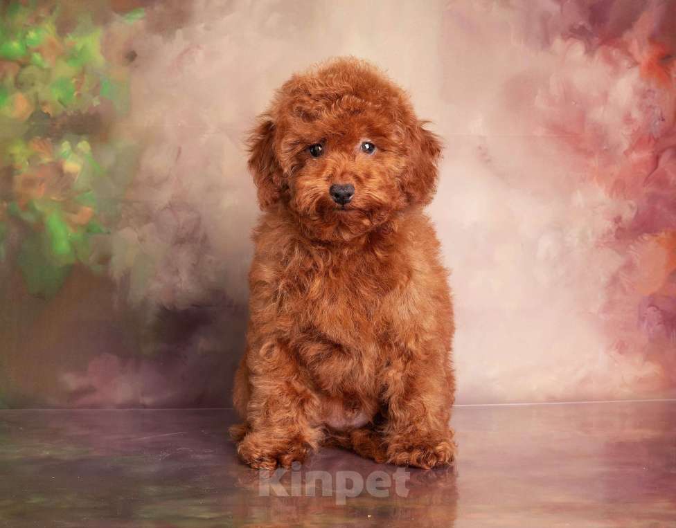 Собаки в Перми: Солнышки Разнополые, Бесплатно - фото 8