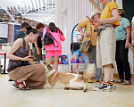 Собаки в Москве: Белая ласковая собачка Зайка в добрые руки Девочка, Бесплатно - фото 5