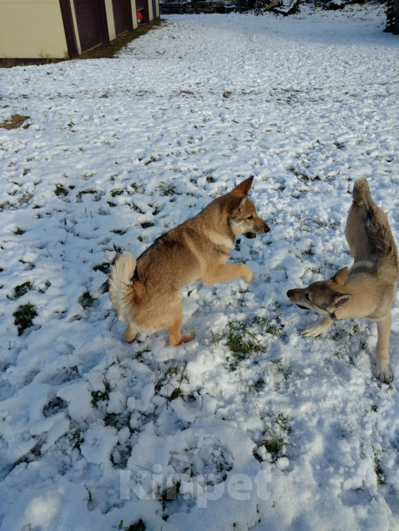 Собаки в других городах Калужской области: Западносибирская лайка, посмотреть https://dropmefiles.com/EFo7F Мальчик, 7 000 руб. - фото 5