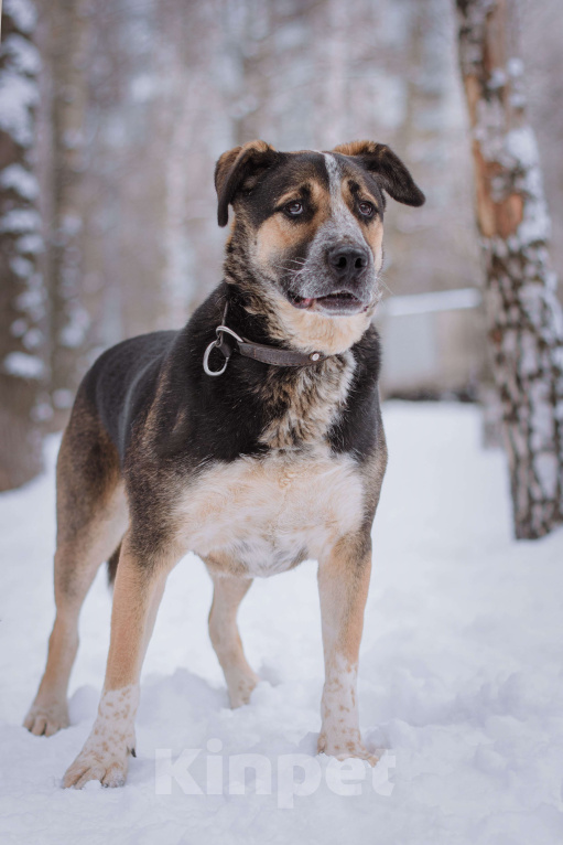 Собаки в Москве: Дюк Мальчик, Бесплатно - фото 6