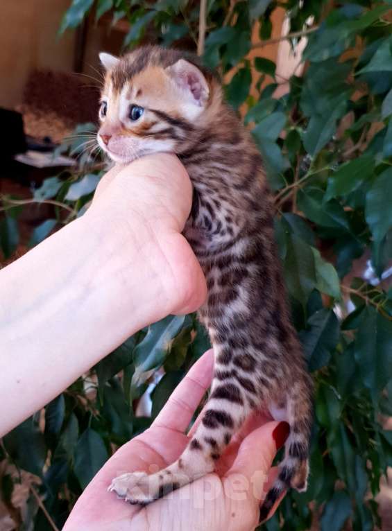 Кошки в Симферополе: Бенгальская девочка  Девочка, 30 000 руб. - фото 5