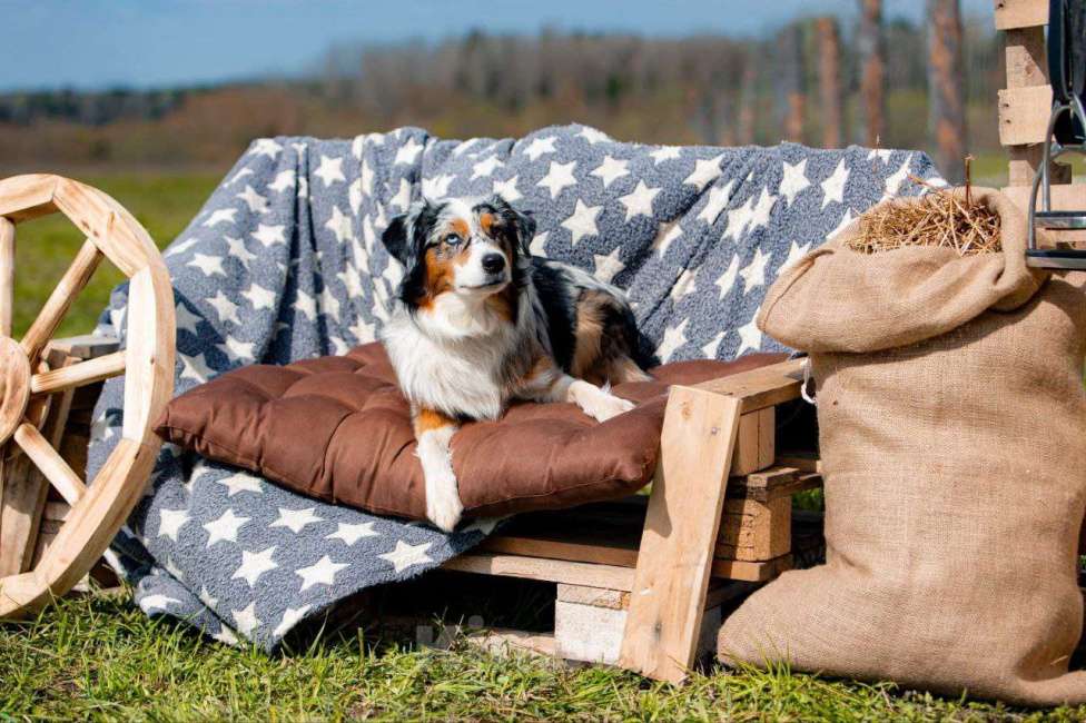 Собаки в Санкт-Петербурге: Щенок миниатюрной американской овчарки(мини аусси)-девочка Шаффла Девочка, 120 000 руб. - фото 4