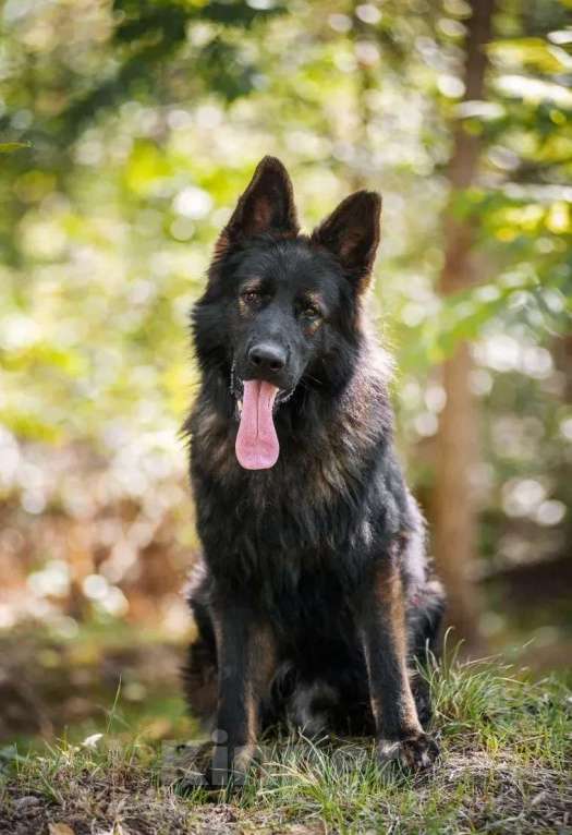 Собаки в Краснодаре: Вязка кобеля НО длинношерстной зонарного окраса 100% DDR   Мальчик, 65 000 руб. - фото 3