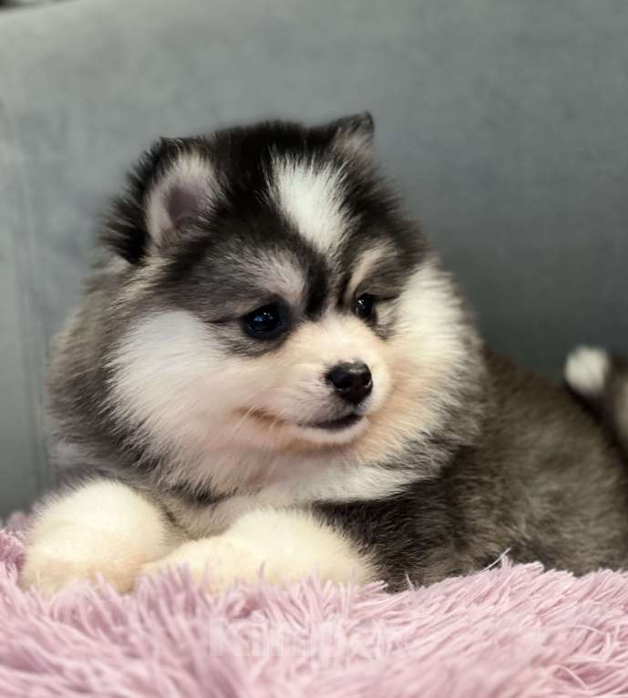 Собаки в Санкт-Петербурге: Девочка Помски Девочка, 100 000 руб. - фото 1