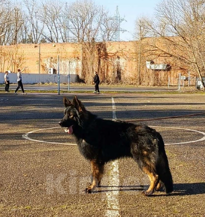 Собаки в Краснодаре: Вязка кобеля НО длинношерстной зонарного окраса 100% DDR   Мальчик, 65 000 руб. - фото 2