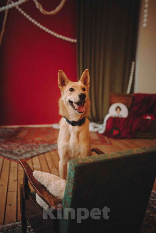 Собаки в Москве: Собака в добрые руки Мальчик, Бесплатно - фото 3