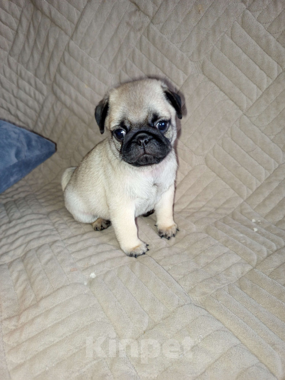 Собаки в Братске: Щенки мопса Мальчик, 50 000 руб. - фото 1