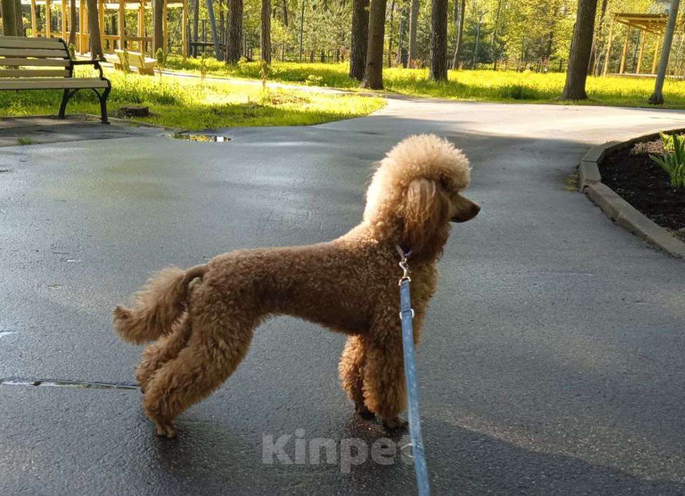 Собаки в Видном: Щенки миниатюрного пуделя Мальчик, 40 000 руб. - фото 3