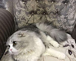Кошки в Симферополе: Вязка кот Хайленд шотландец., 1 500 руб. - фото 4
