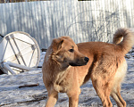 Собаки в Москве: Плюшевый медведь Барни Мальчик, Бесплатно - фото 1