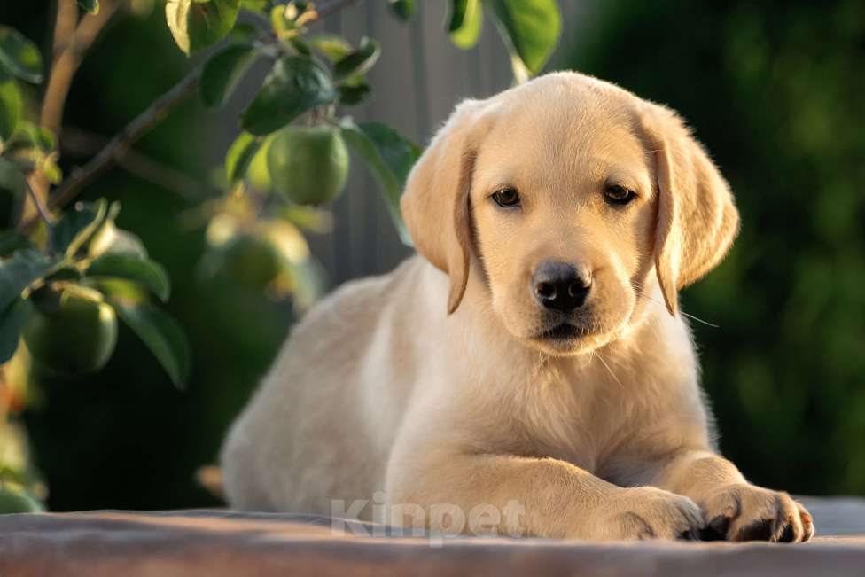 Собаки в Санкт-Петербурге: Палевый щенок лабрадора Девочка, 30 000 руб. - фото 4