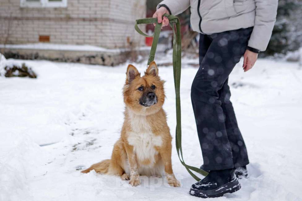 Собаки в Санкт-Петербурге: Отдам собаку бесплатно  Девочка, Бесплатно - фото 8